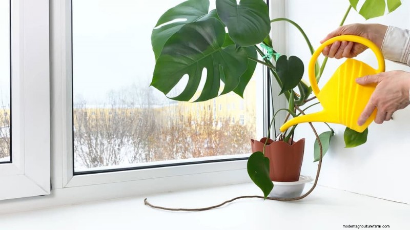 Winter Houseplant Care: 19 Expert Tips for Thriving Greenery