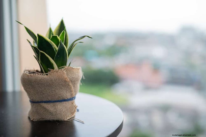Winter Houseplant Care: 19 Expert Tips for Thriving Greenery