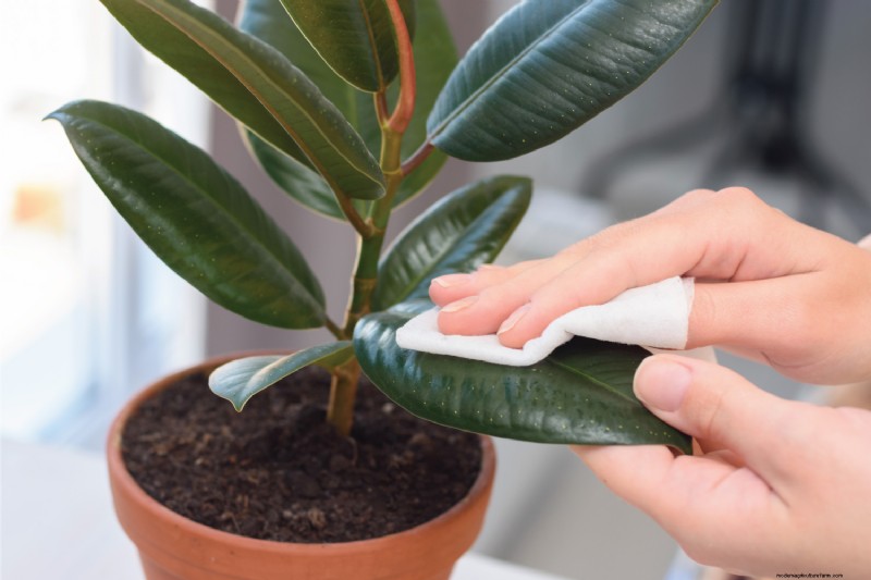 Winter Houseplant Care: 19 Expert Tips for Thriving Greenery