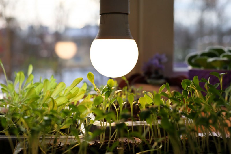 Winter Houseplant Care: 19 Expert Tips for Thriving Greenery