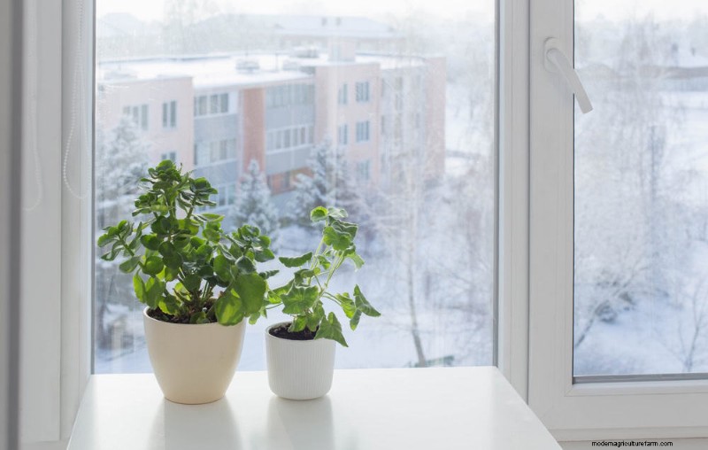 Winter Houseplant Care: 19 Expert Tips for Thriving Greenery