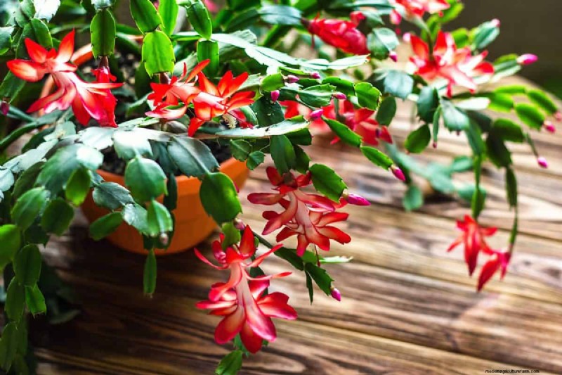 Holiday Plant Care: Extend the Life of Your Festive Greens