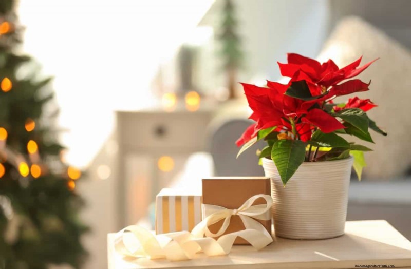 Holiday Plant Care: Extend the Life of Your Festive Greens