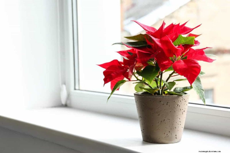 Holiday Plant Care: Extend the Life of Your Festive Greens