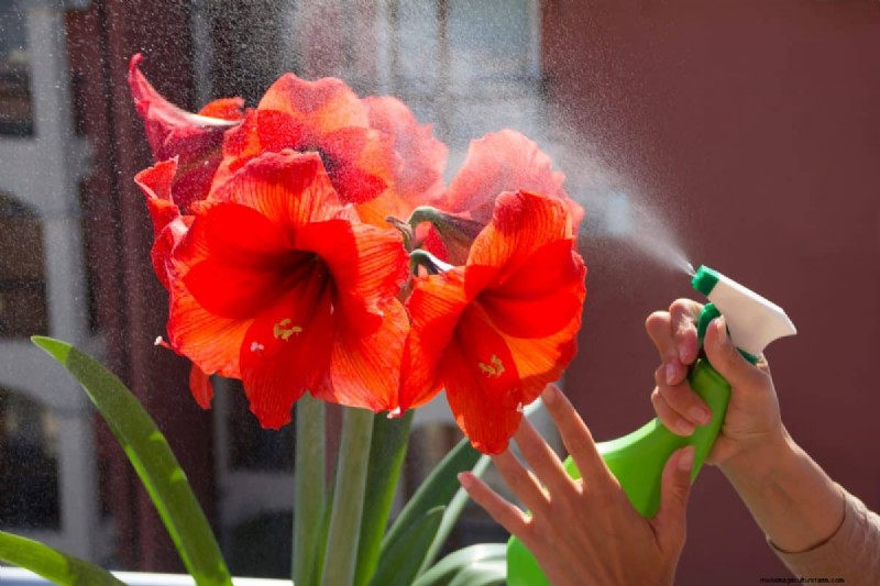 Holiday Plant Care: Extend the Life of Your Festive Greens