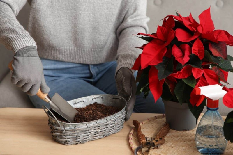 Holiday Plant Care: Extend the Life of Your Festive Greens