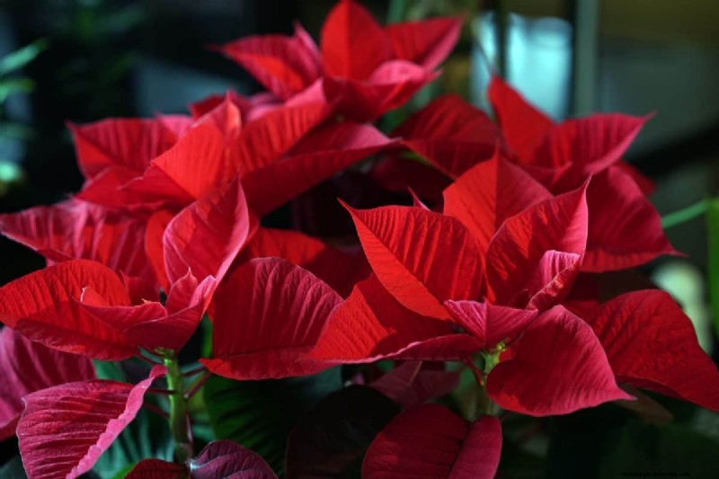 Holiday Plant Care: Extend the Life of Your Festive Greens