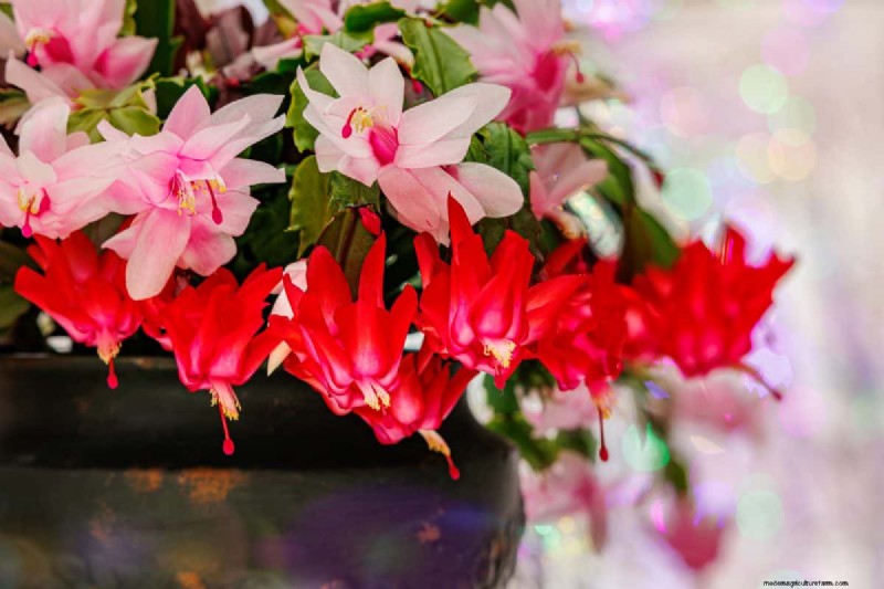 Holiday Plant Care: Extend the Life of Your Festive Greens