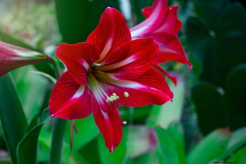 Holiday Plant Care: Extend the Life of Your Festive Greens