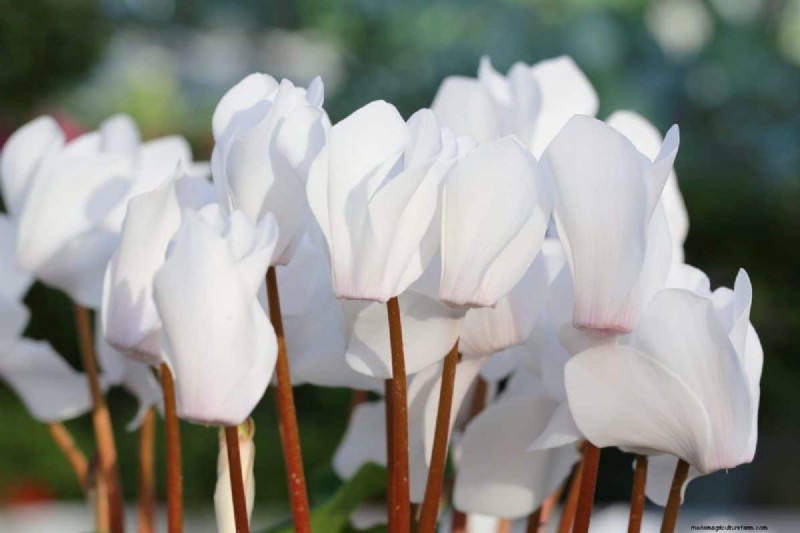 Holiday Plant Care: Extend the Life of Your Festive Greens