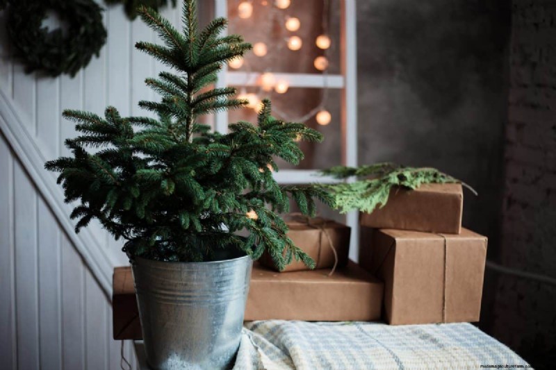 Holiday Plant Care: Extend the Life of Your Festive Greens