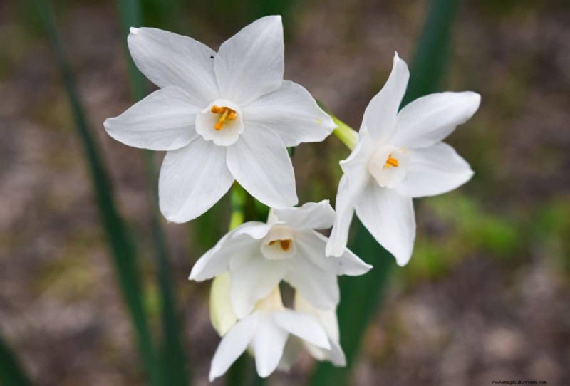 Holiday Plant Care: Extend the Life of Your Festive Greens