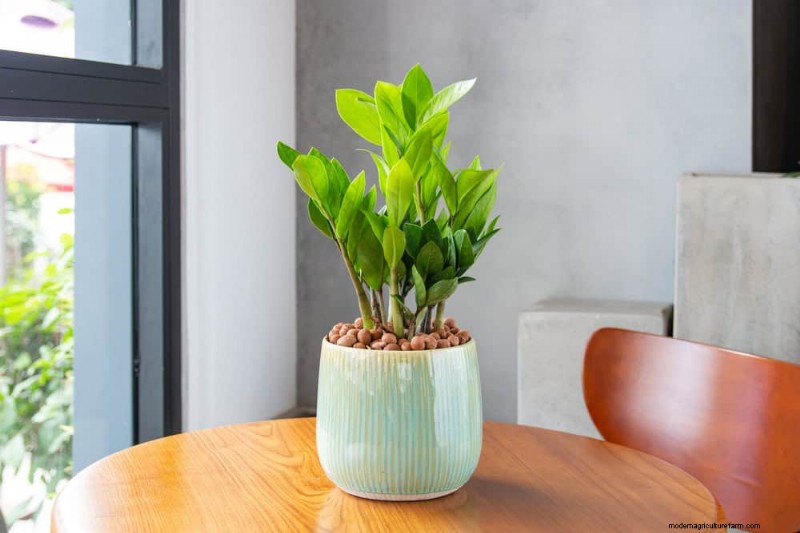 ZZ Plant Care in Low Light: Expert Tips for Winter Success