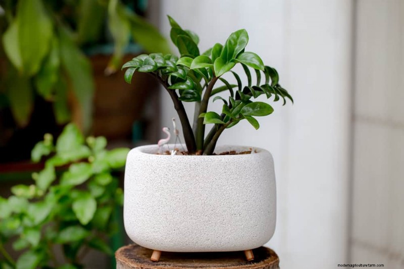 ZZ Plant Care in Low Light: Expert Tips for Winter Success