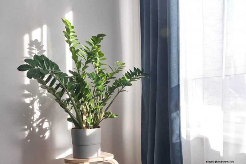 ZZ Plant Care in Low Light: Expert Tips for Winter Success
