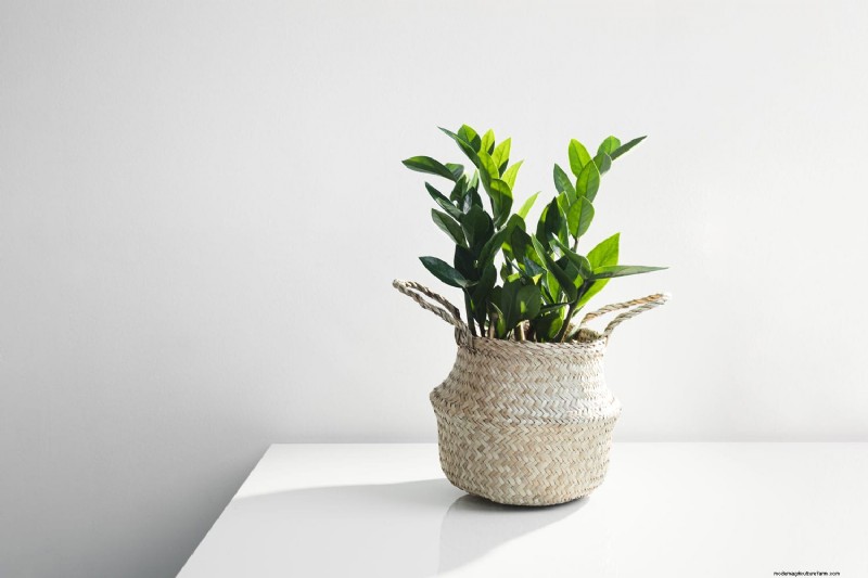 ZZ Plant Care in Low Light: Expert Tips for Winter Success
