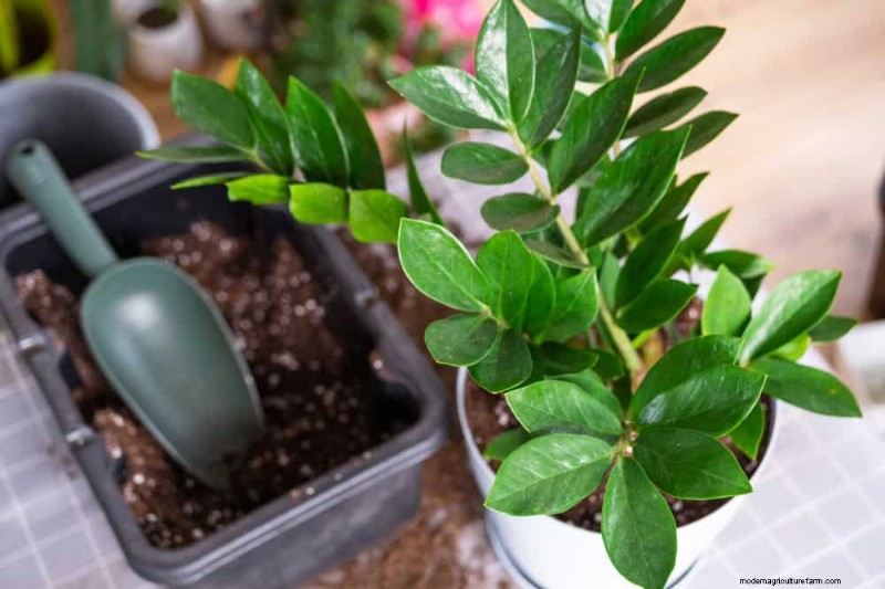 ZZ Plant Care in Low Light: Expert Tips for Winter Success