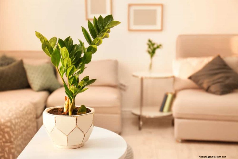 ZZ Plant Care in Low Light: Expert Tips for Winter Success