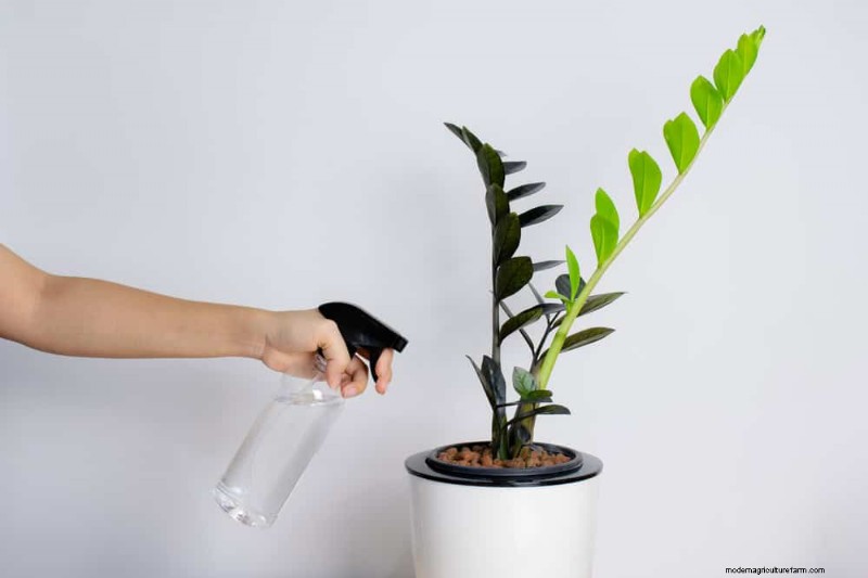 ZZ Plant Care in Low Light: Expert Tips for Winter Success