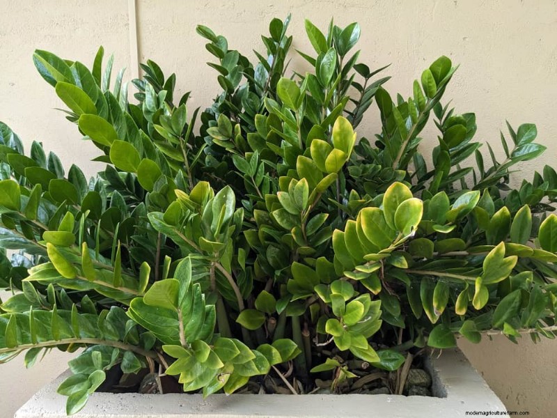 ZZ Plant Care in Low Light: Expert Tips for Winter Success