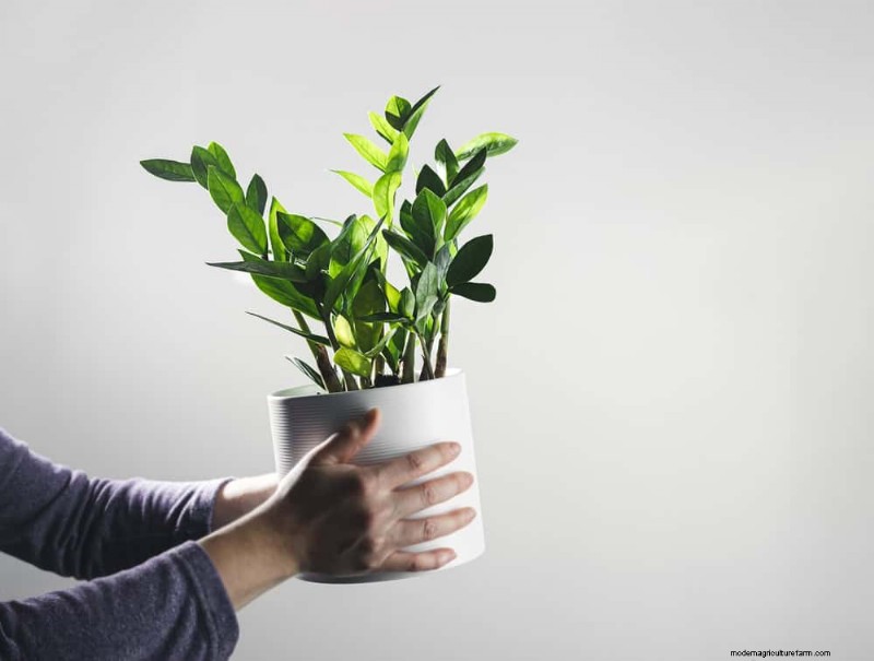 ZZ Plant Care in Low Light: Expert Tips for Winter Success