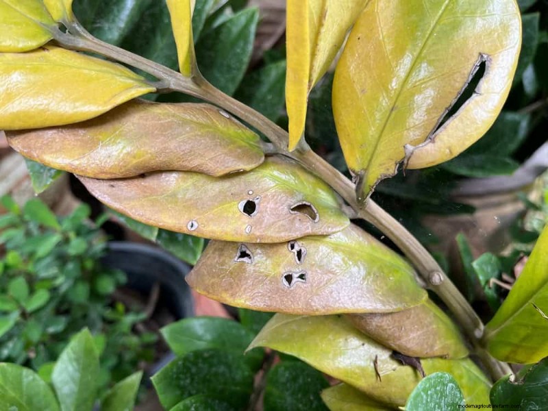 ZZ Plant Care in Low Light: Expert Tips for Winter Success