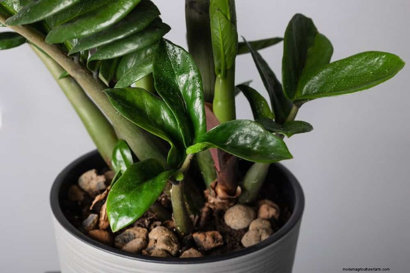 ZZ Plant Care in Low Light: Expert Tips for Winter Success