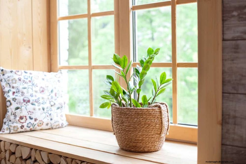 ZZ Plant Care in Low Light: Expert Tips for Winter Success