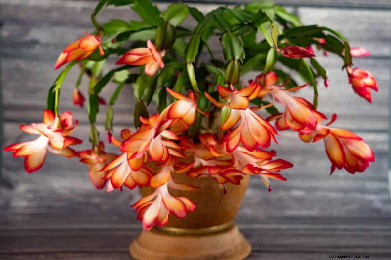 Christmas Cactus Care: 15 Common Mistakes & How to Fix Them