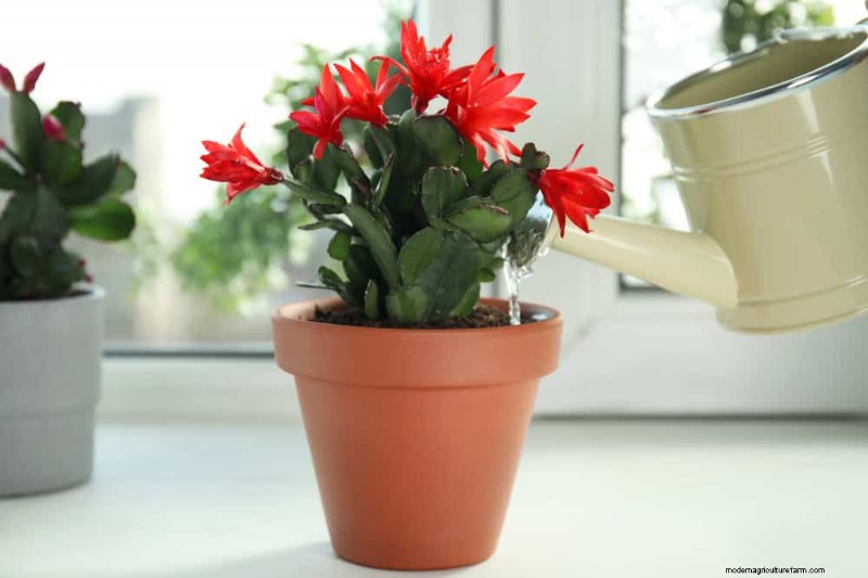 Christmas Cactus Care: 15 Common Mistakes & How to Fix Them