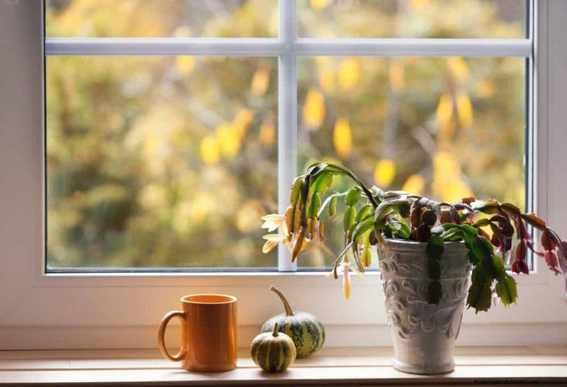 Christmas Cactus Care: 15 Common Mistakes & How to Fix Them