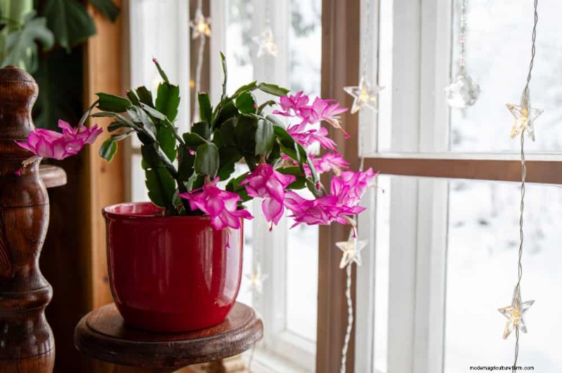 Christmas Cactus Care: 15 Common Mistakes & How to Fix Them