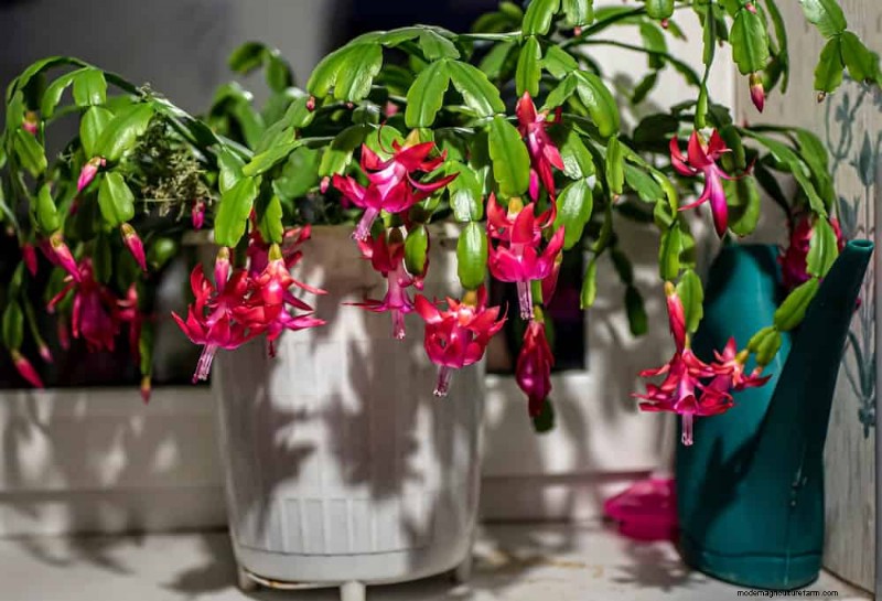 Christmas Cactus Care: 15 Common Mistakes & How to Fix Them