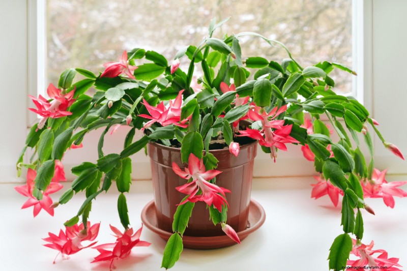 Christmas Cactus Care: 15 Common Mistakes & How to Fix Them