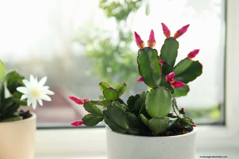 Christmas Cactus Care: 15 Common Mistakes & How to Fix Them