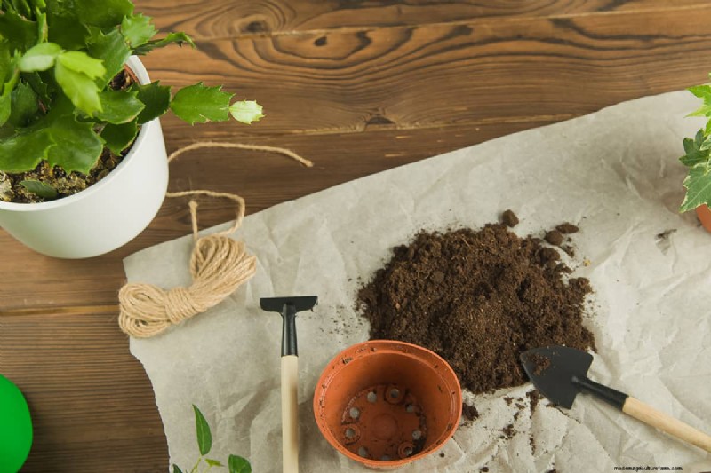 Christmas Cactus Care: 15 Common Mistakes & How to Fix Them