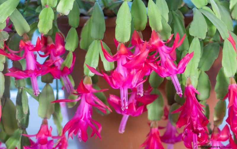 Christmas Cactus Care: 15 Common Mistakes & How to Fix Them