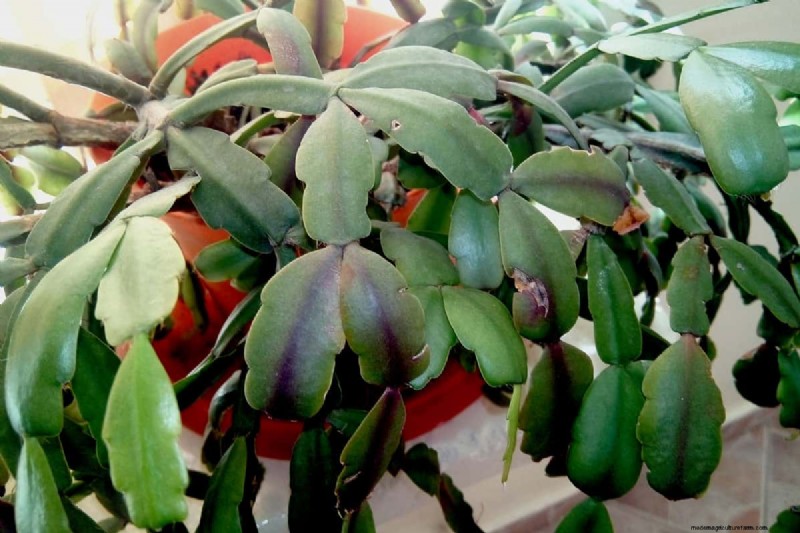 Christmas Cactus Care: 15 Common Mistakes & How to Fix Them