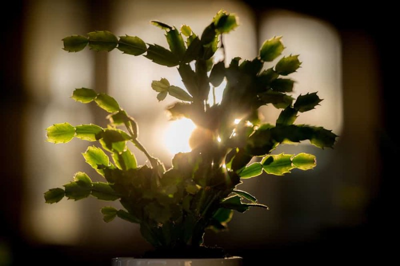 Christmas Cactus Care: 15 Common Mistakes & How to Fix Them