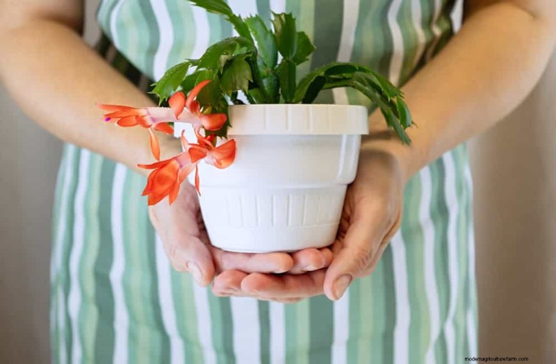 Christmas Cactus Care: 15 Common Mistakes & How to Fix Them