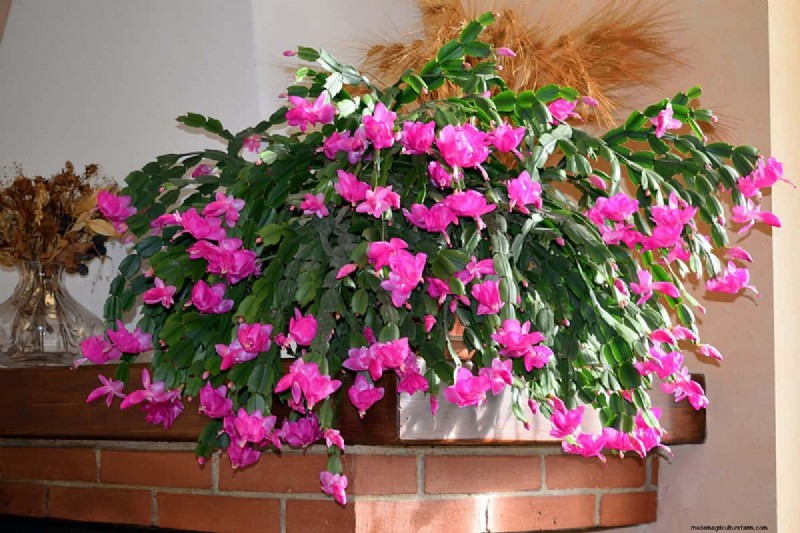 Christmas Cactus Care: 15 Common Mistakes & How to Fix Them