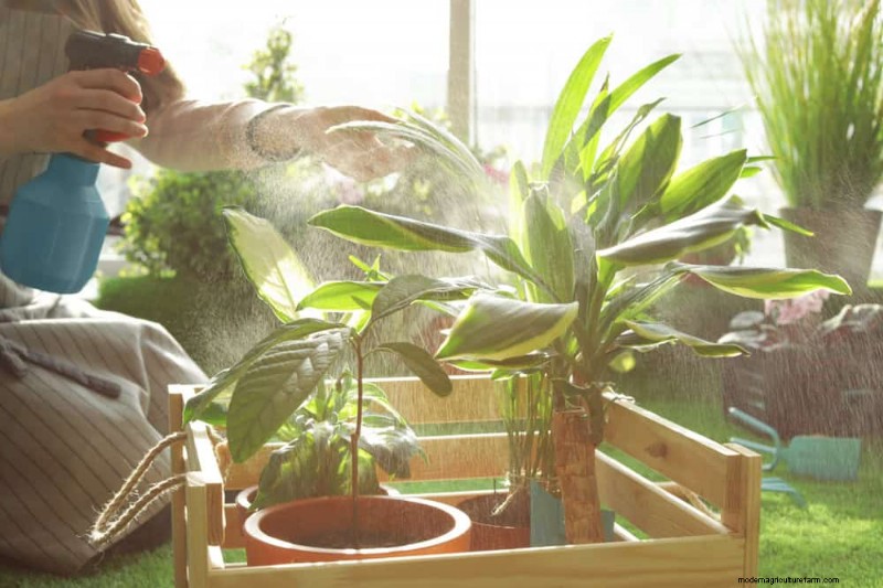 Healthy Plants: 11 Effective Leaf Cleaning Methods