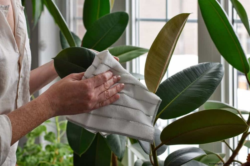Healthy Plants: 11 Effective Leaf Cleaning Methods