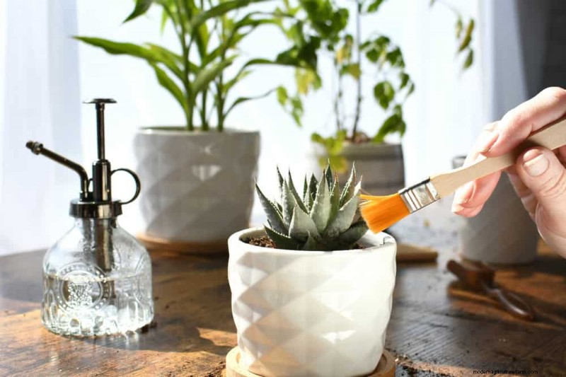 Healthy Plants: 11 Effective Leaf Cleaning Methods