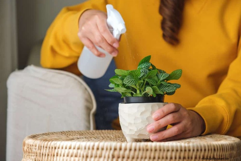 Healthy Plants: 11 Effective Leaf Cleaning Methods