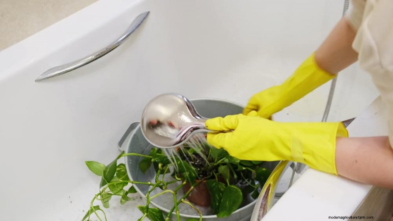Healthy Plants: 11 Effective Leaf Cleaning Methods