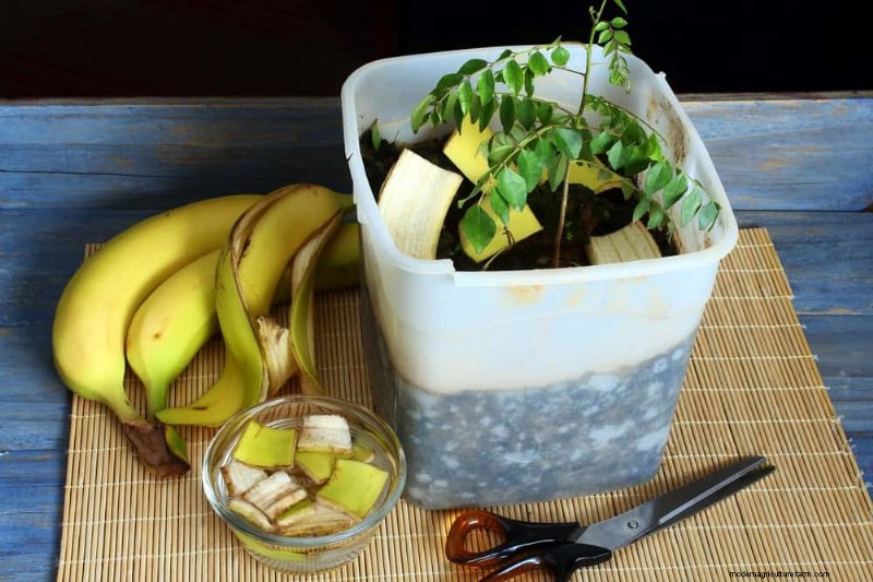 Healthy Plants: 11 Effective Leaf Cleaning Methods