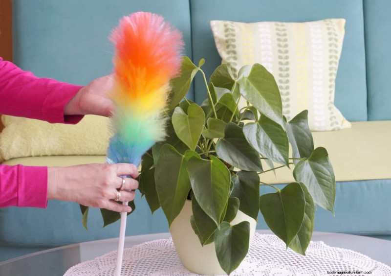 Healthy Plants: 11 Effective Leaf Cleaning Methods