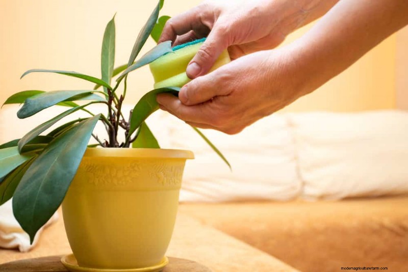 Healthy Plants: 11 Effective Leaf Cleaning Methods