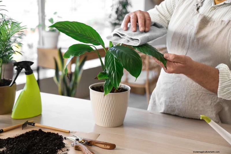 Healthy Plants: 11 Effective Leaf Cleaning Methods